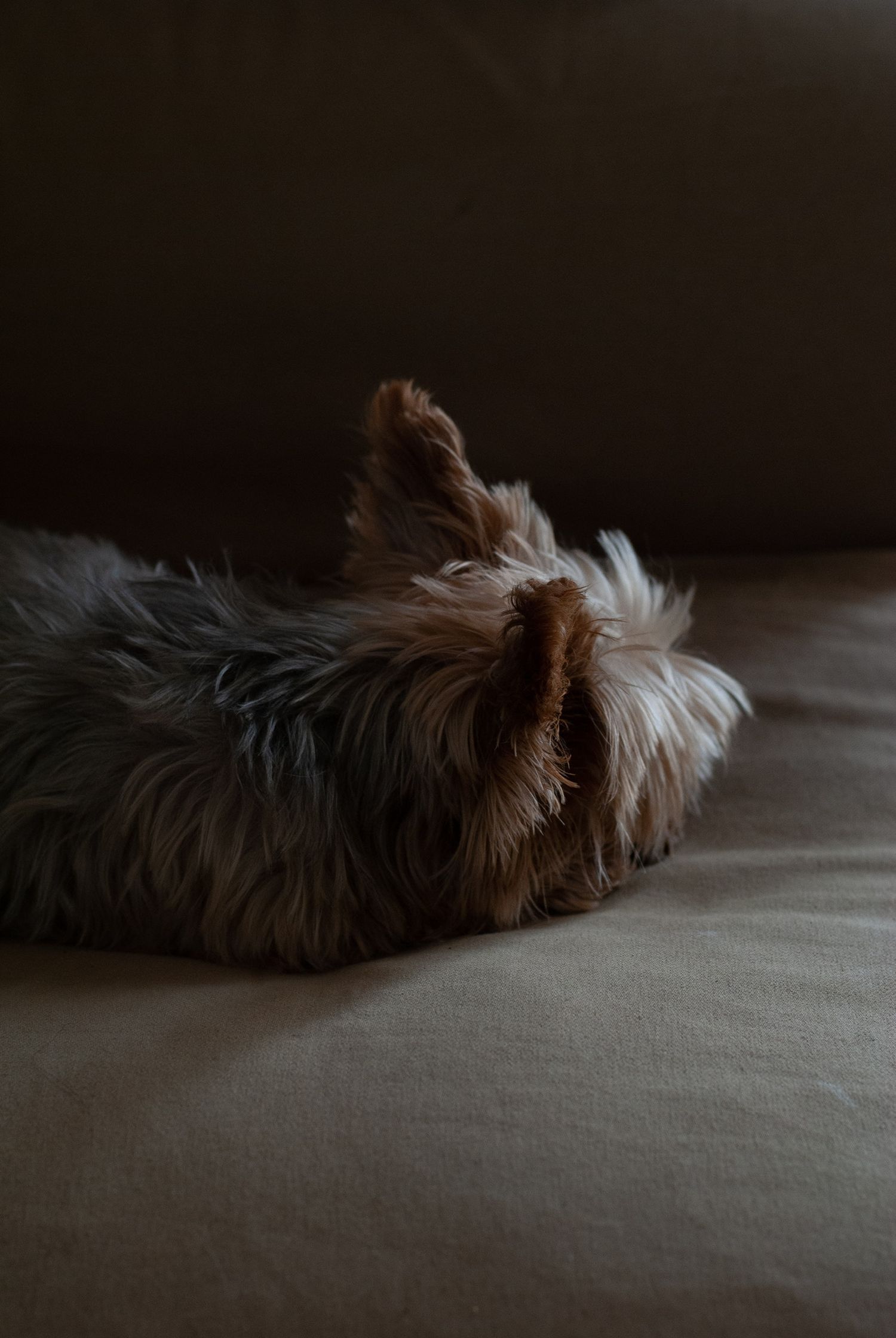 natural portrait of a dog