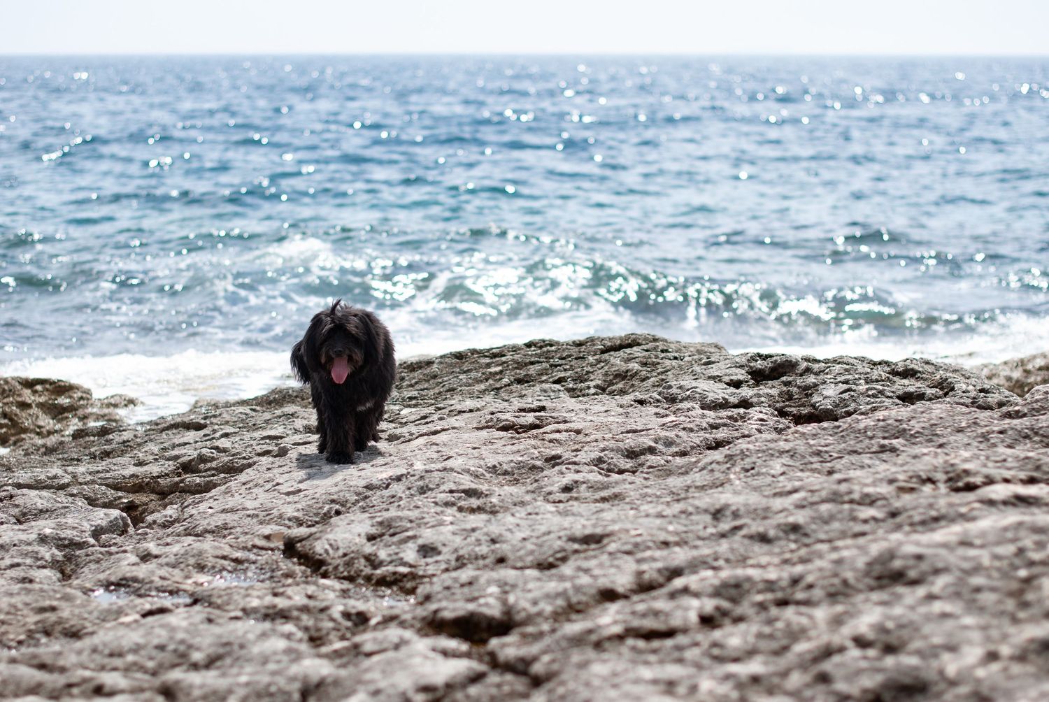 dog portrait in natural light