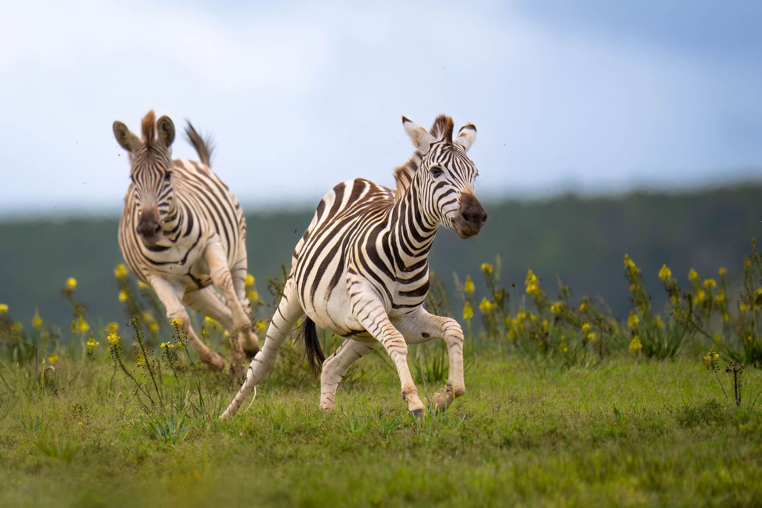 A sequence of playful zebra foals running and prancing through a grassy savanna during golden hour.