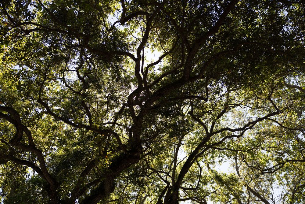 Row of tall green trees viewed from below creating a canopy effect against bright sky.