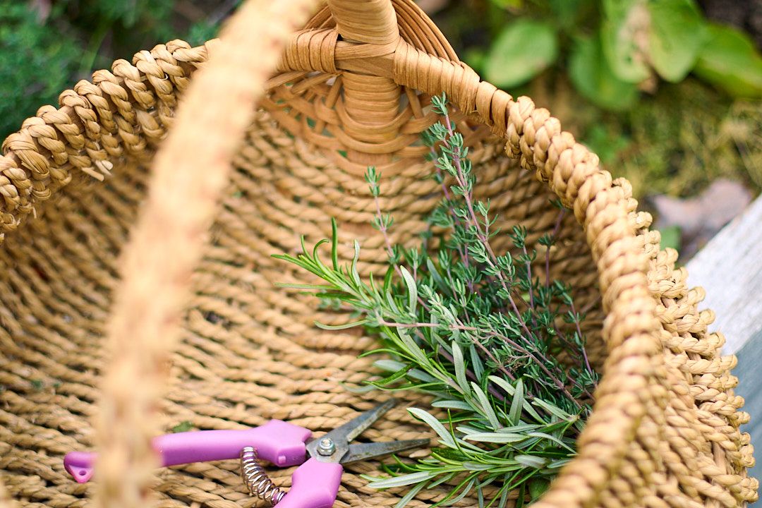 Herb gathering for Brand Photography for local herbalist and plant dye specialist former doula and chef Illustrious Herbal Wellness shot in