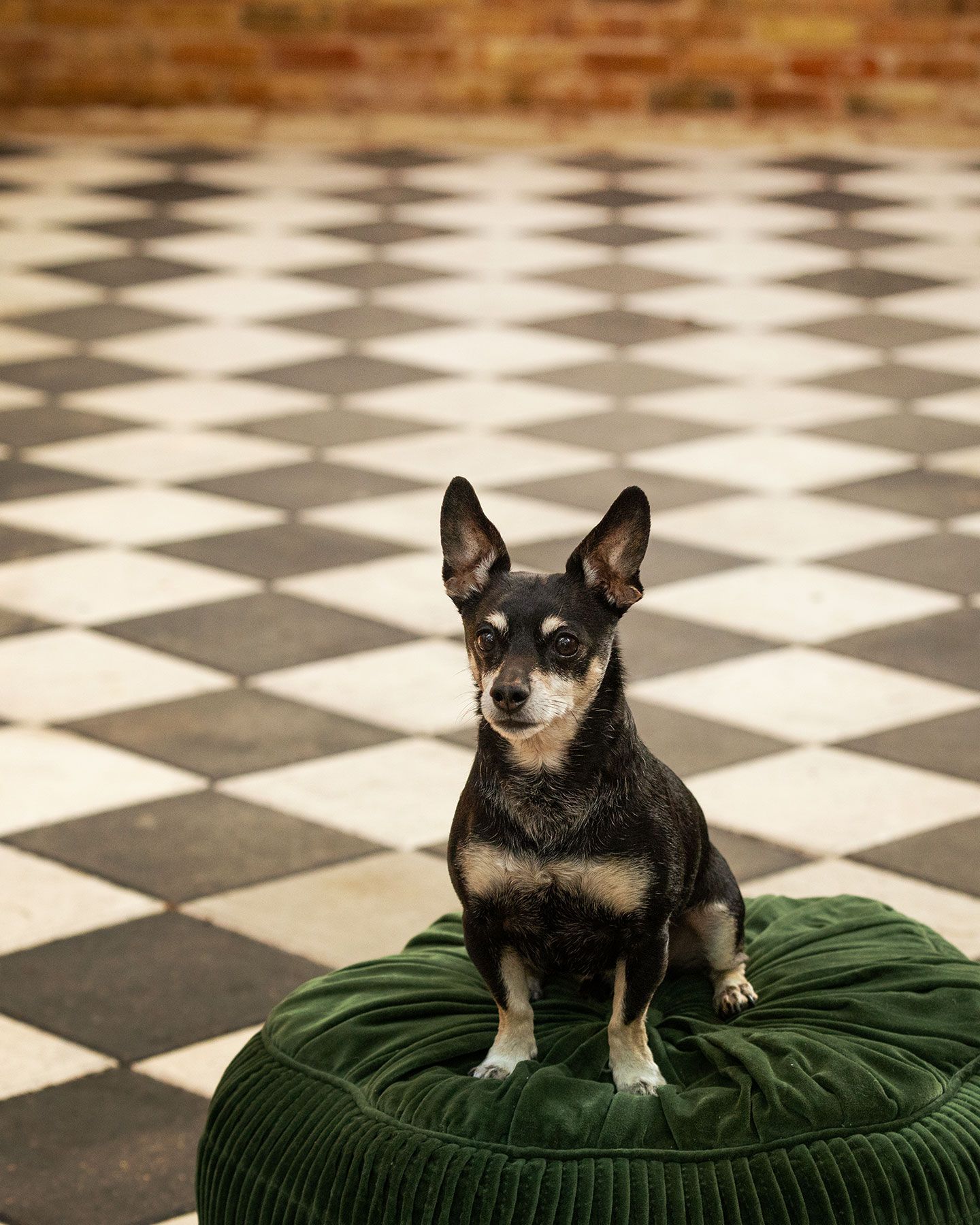 A black and tan chihuahua sits on a round green cushion against a checkered floor pattern.