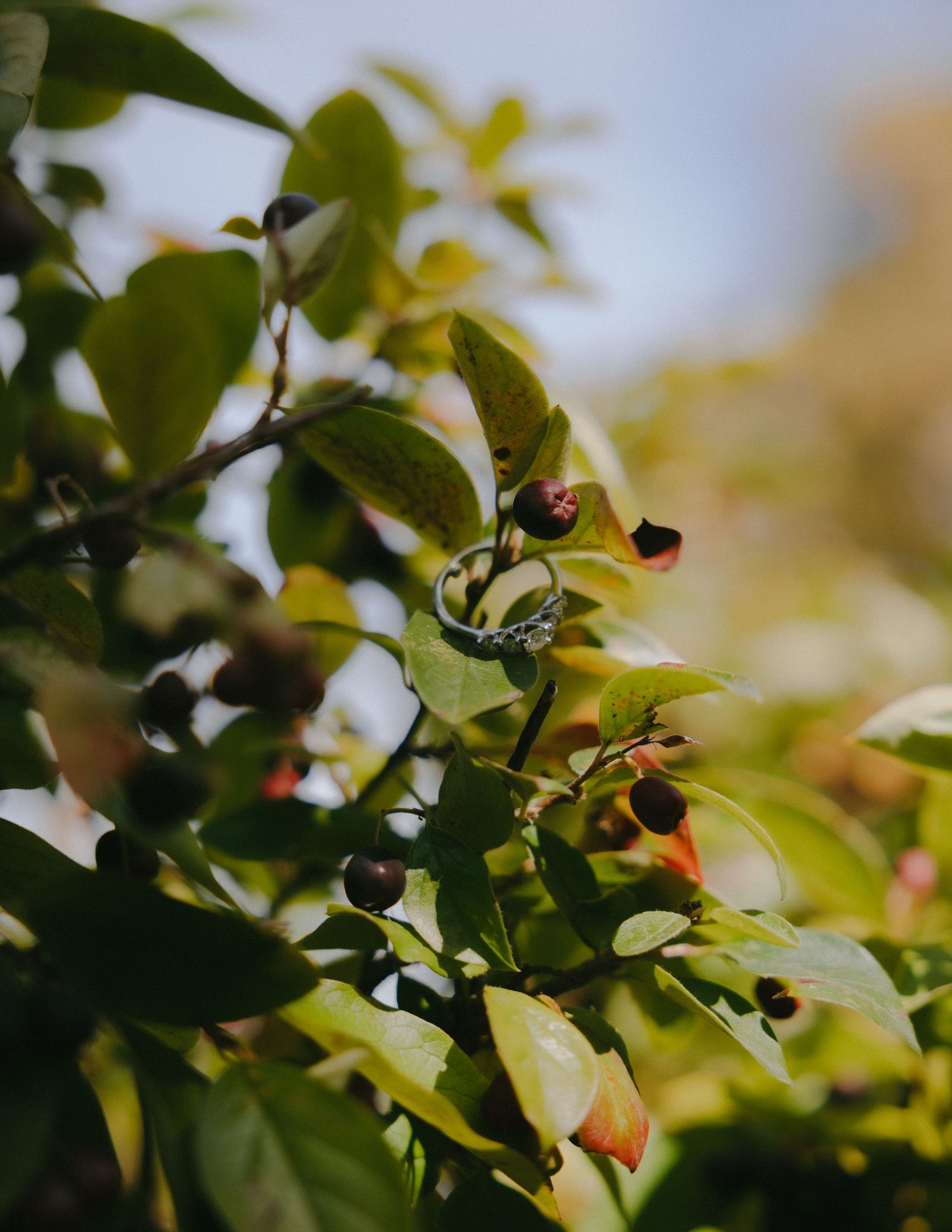 Green leaves on tree branches with soft bokeh background in natural sunlight creating peaceful garden atmosphere.