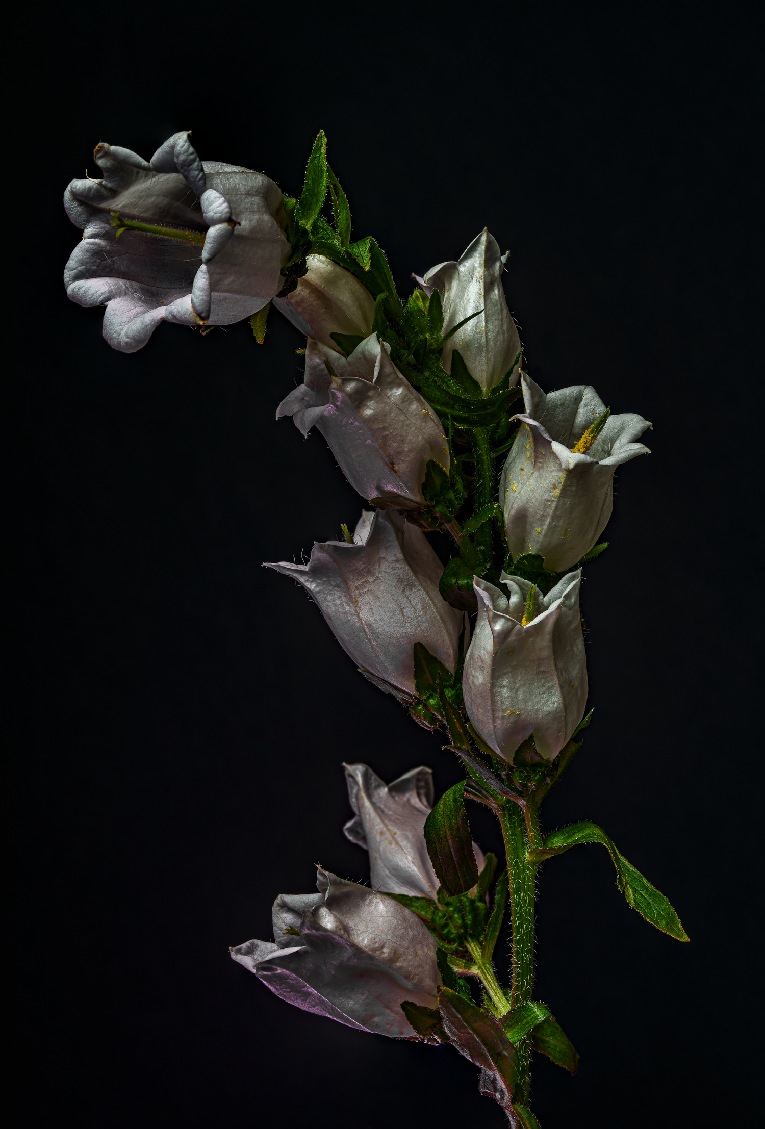 A series of delicate pale pink bellflower blossoms against a dark background in dramatic lighting.