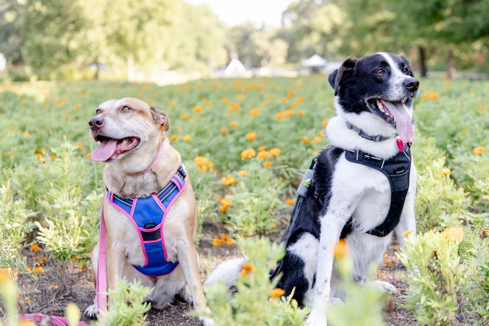 Dog-friendly proposal and engagement photographer in Austin and Fort Worth