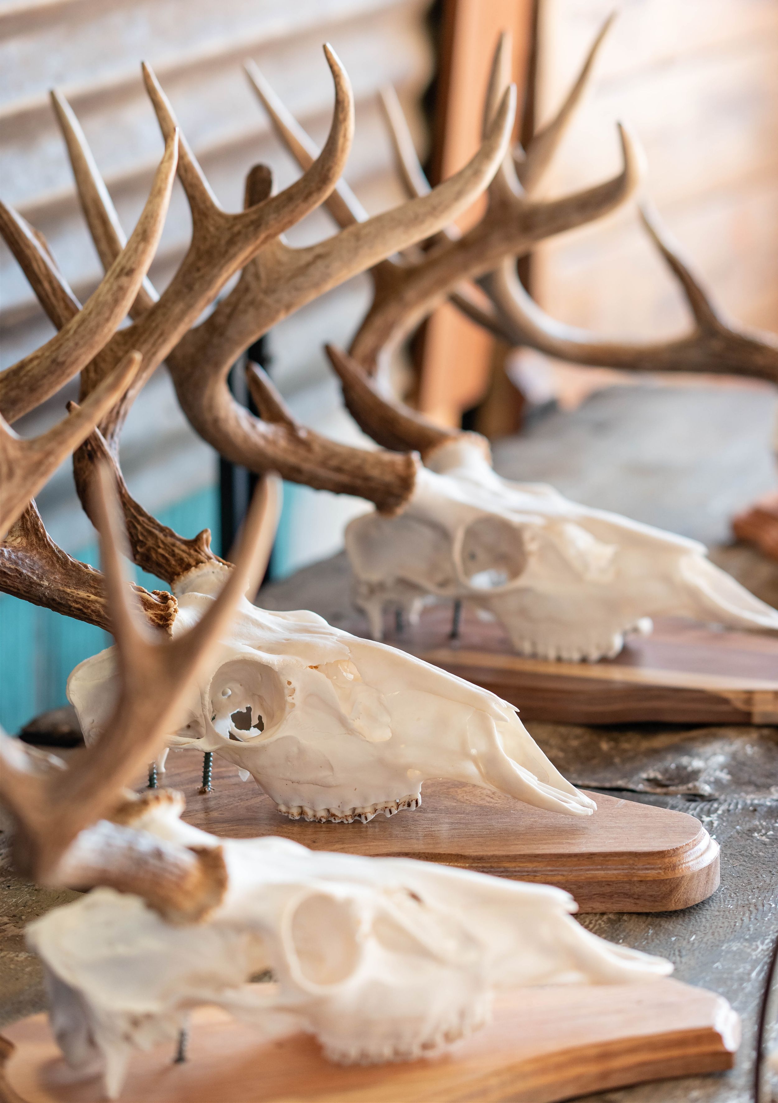 Close-up view of deer skulls with antlers laying on a wooden surface in natural lighting.