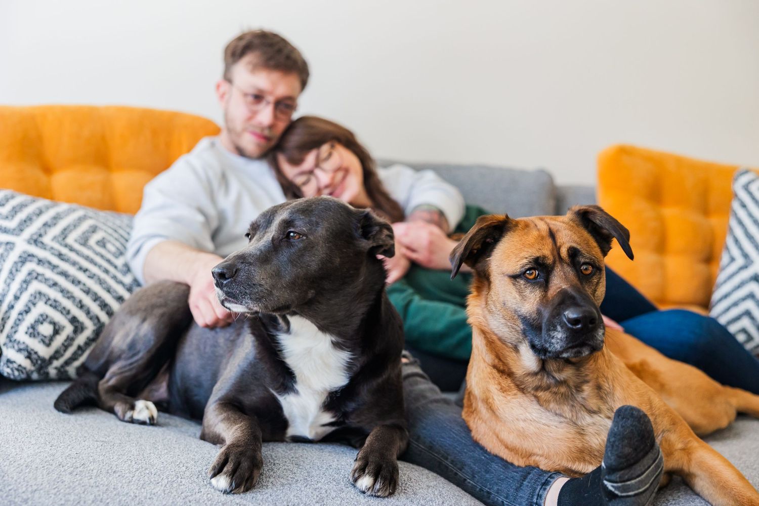 A couple relaxes on a couch with their two dogs, a black and white pit bull and brown mixed breed.