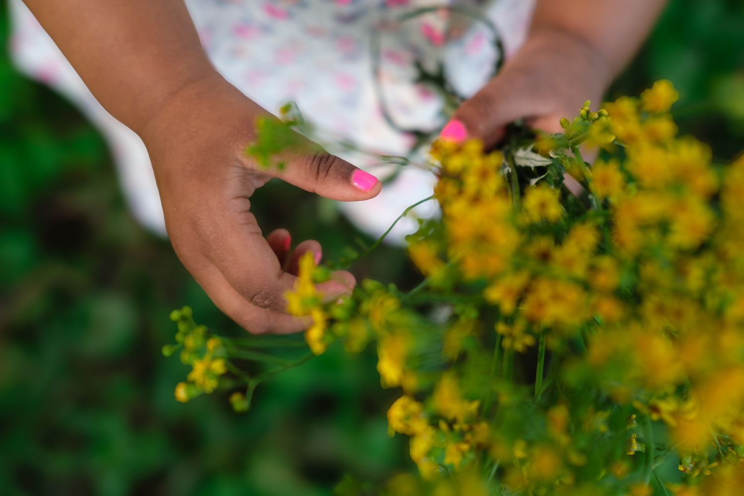 Little girl’s hands holding flowers with pink nail polish