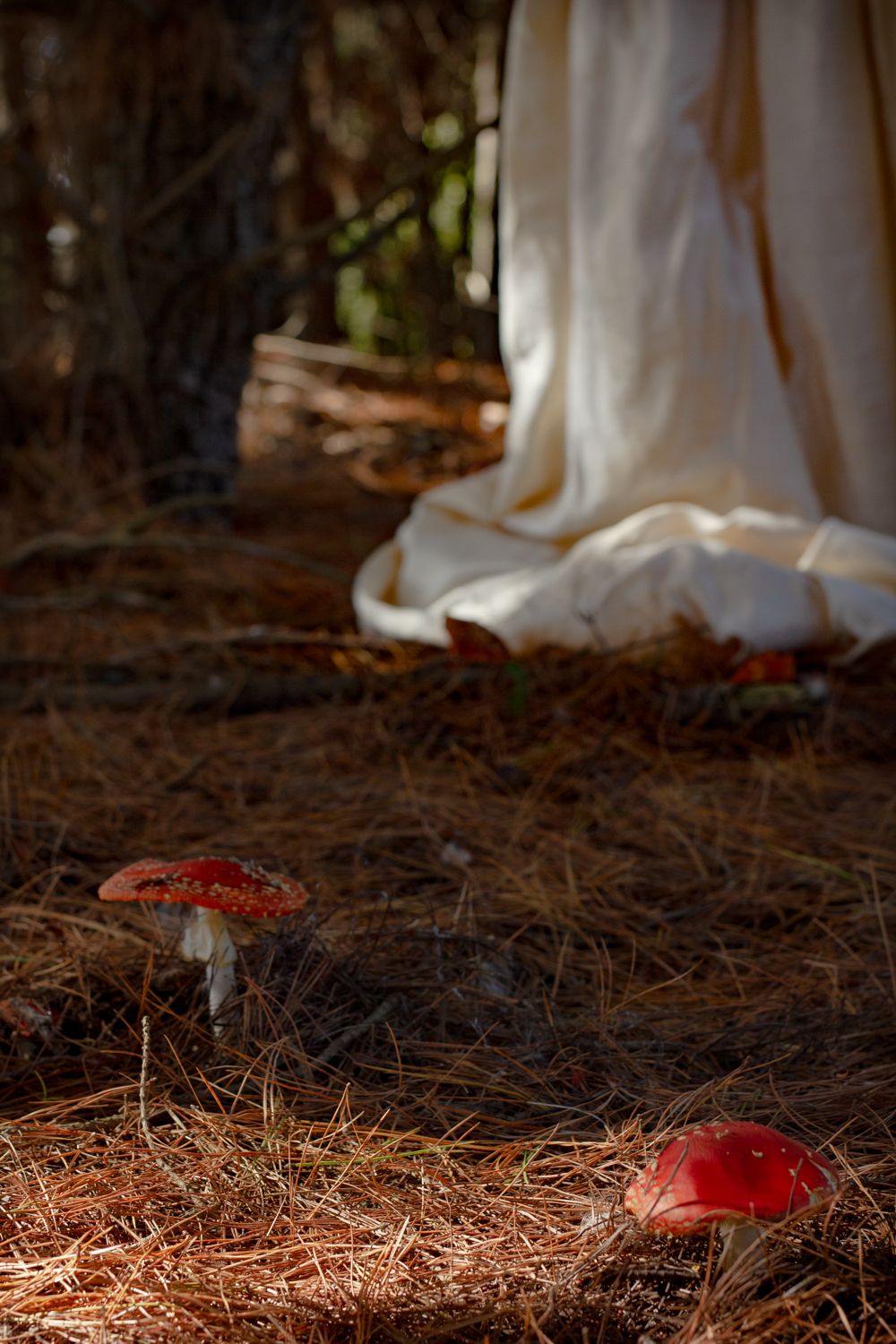 A dark forest floor covered in pine needles with two red toadstools. Cream wedding gown in the background. Fine Art photo by Em Callaghan.
