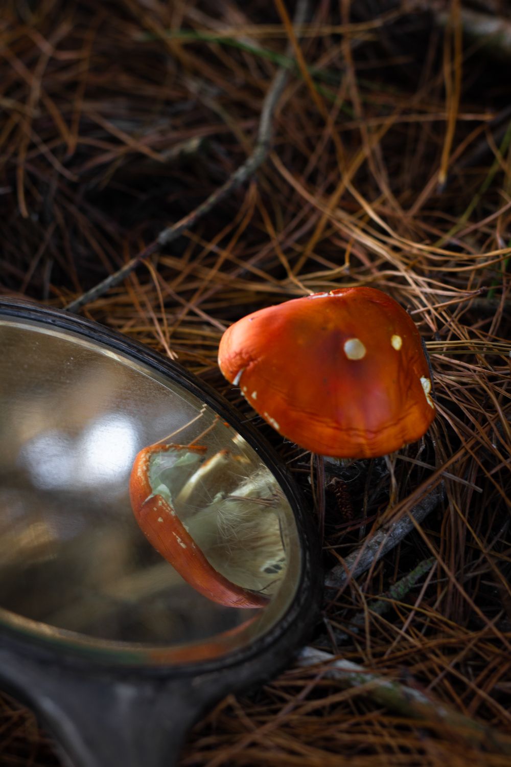 Fine Art photo by Em Callaghan of vintage mirror on a forest floor with a red toadstool next to it. The ground is covered in pine needles.