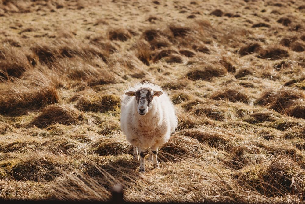 A lone white sheep stands in a field of dry golden grass, looking directly at the camera.