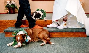 Dog resting on floor next to bride's dress and shoes during wedding.