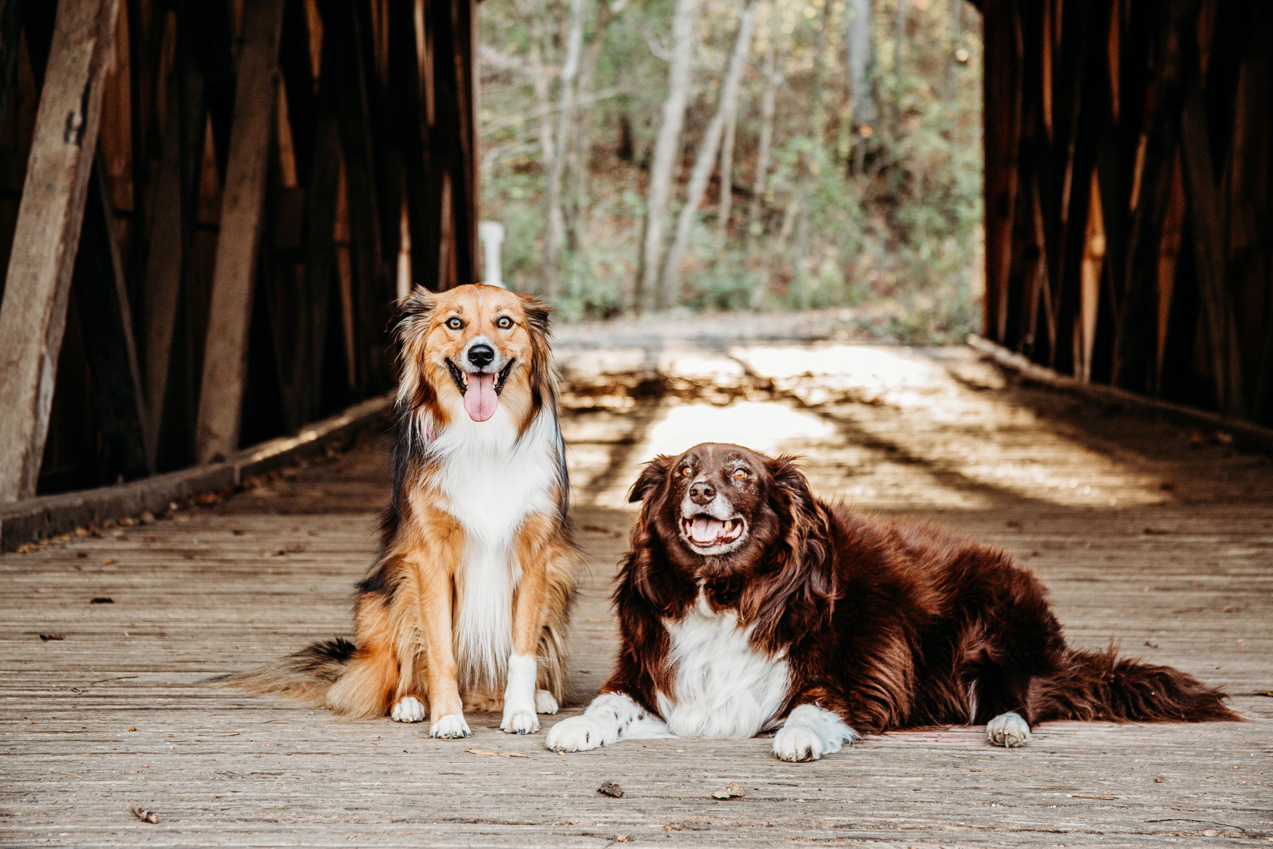 Two fluffy dogs sitting on a rustic wooden covered bridge surrounded by trees.