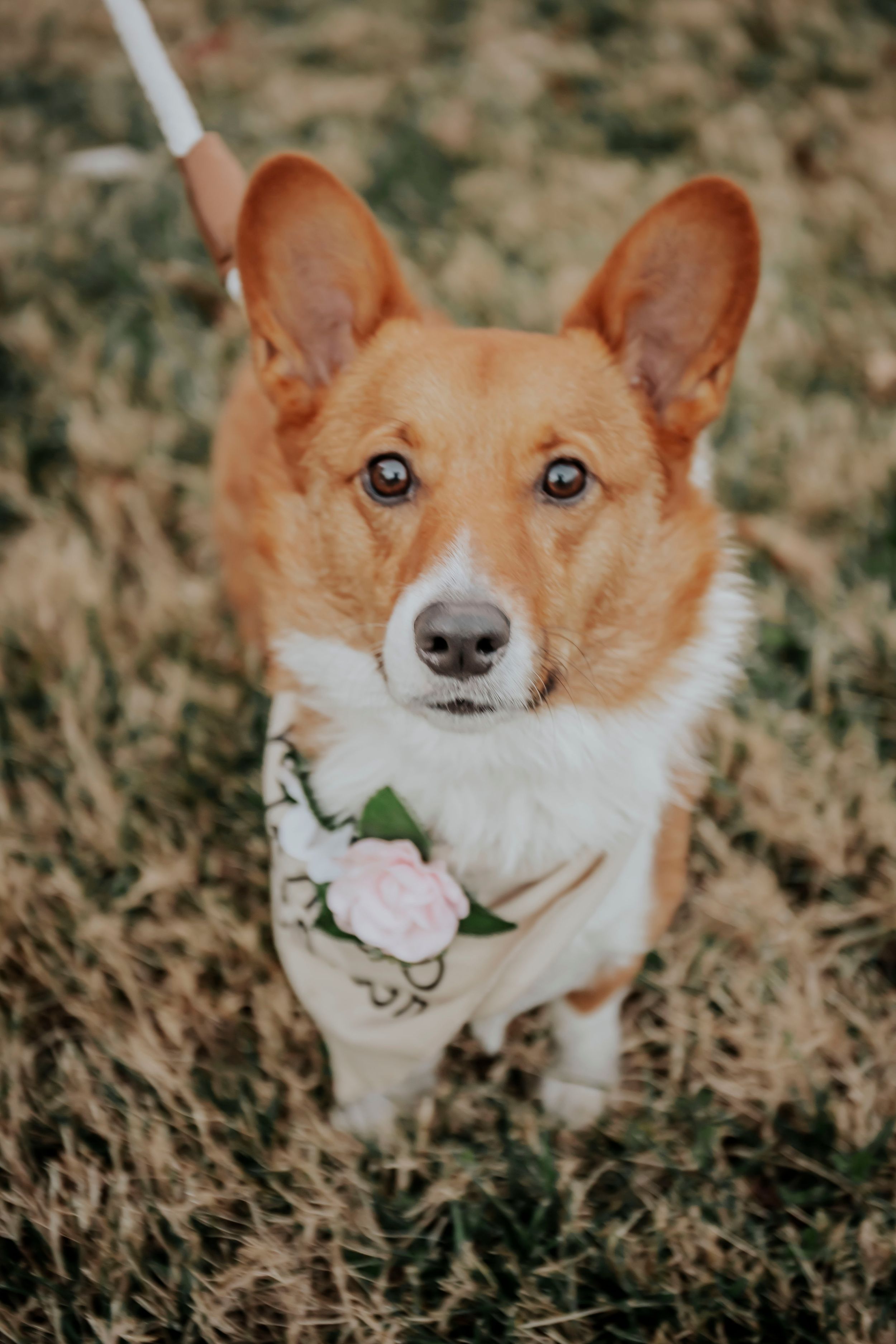 Adorable Corgi dog wearing a floral bandana sitting on dry grass and looking up at the camera.