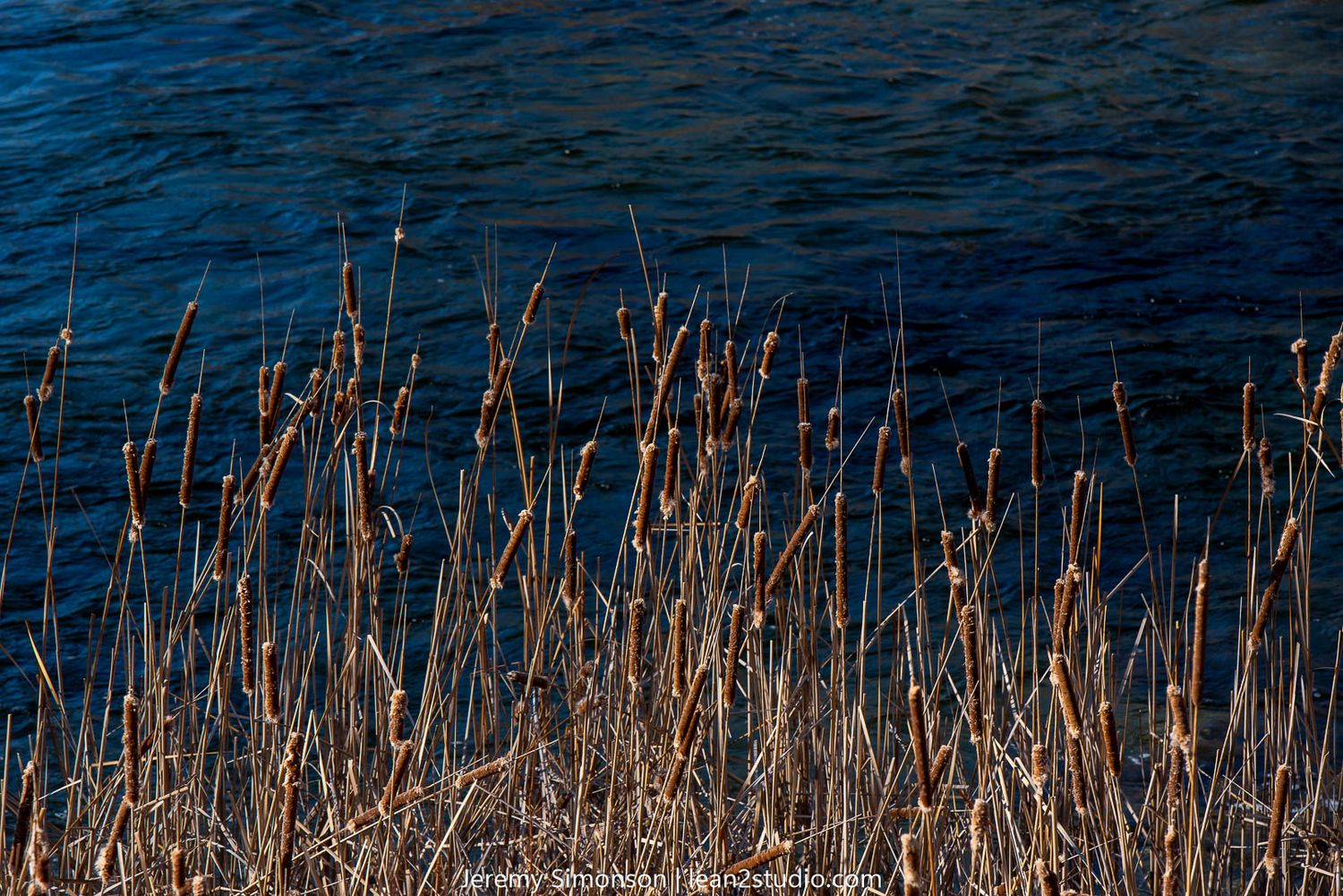 Dried cattails standing against dark blue rippling water background.