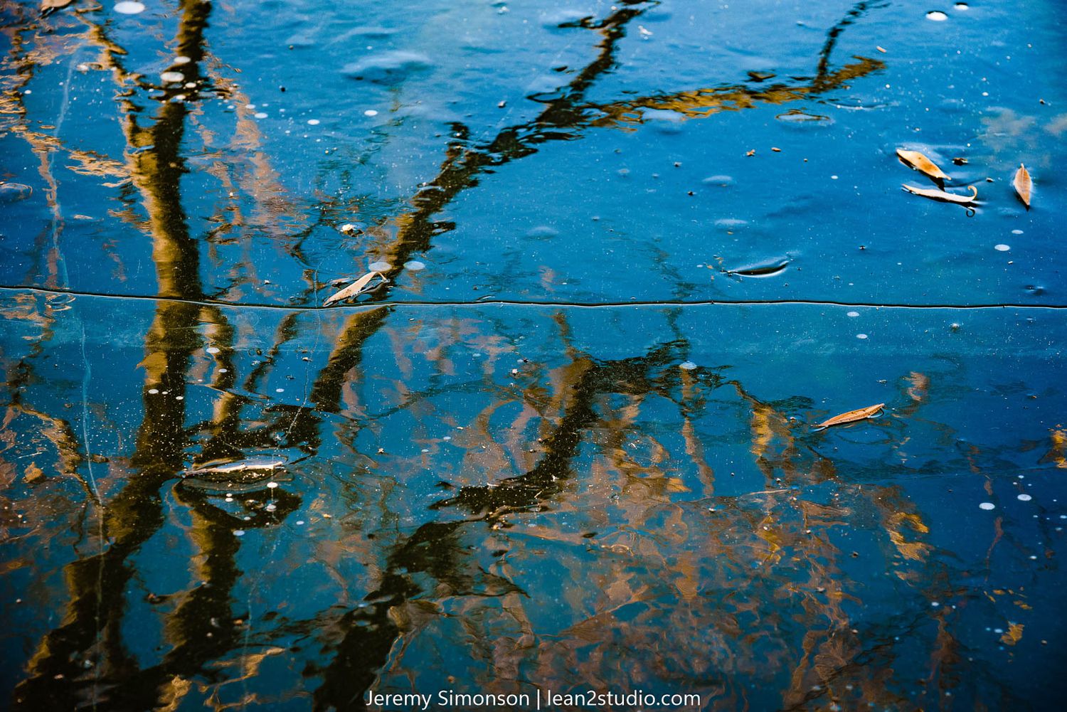 Tree branches reflected in blue water with floating debris.