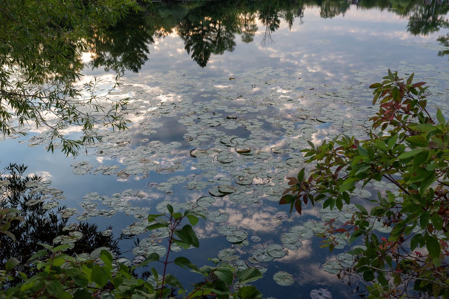 Calm lake surface with lily pads and reflections of clouds and tree branches framed by foliage at sunset.