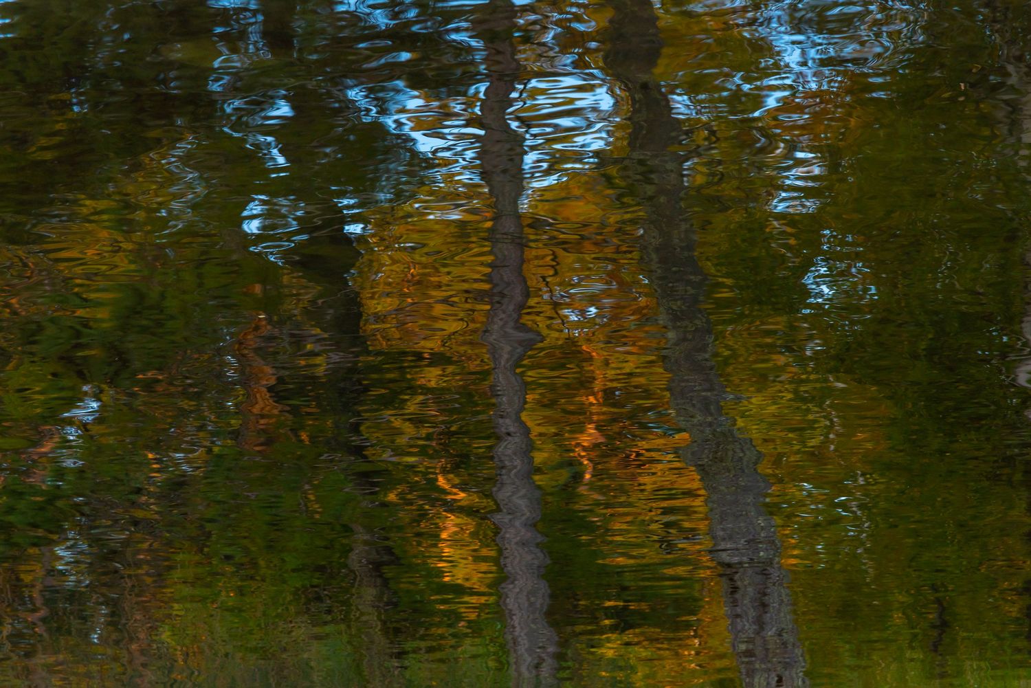 Abstract reflection of autumn trees in rippling water creates a painterly pattern of green and orange colors.