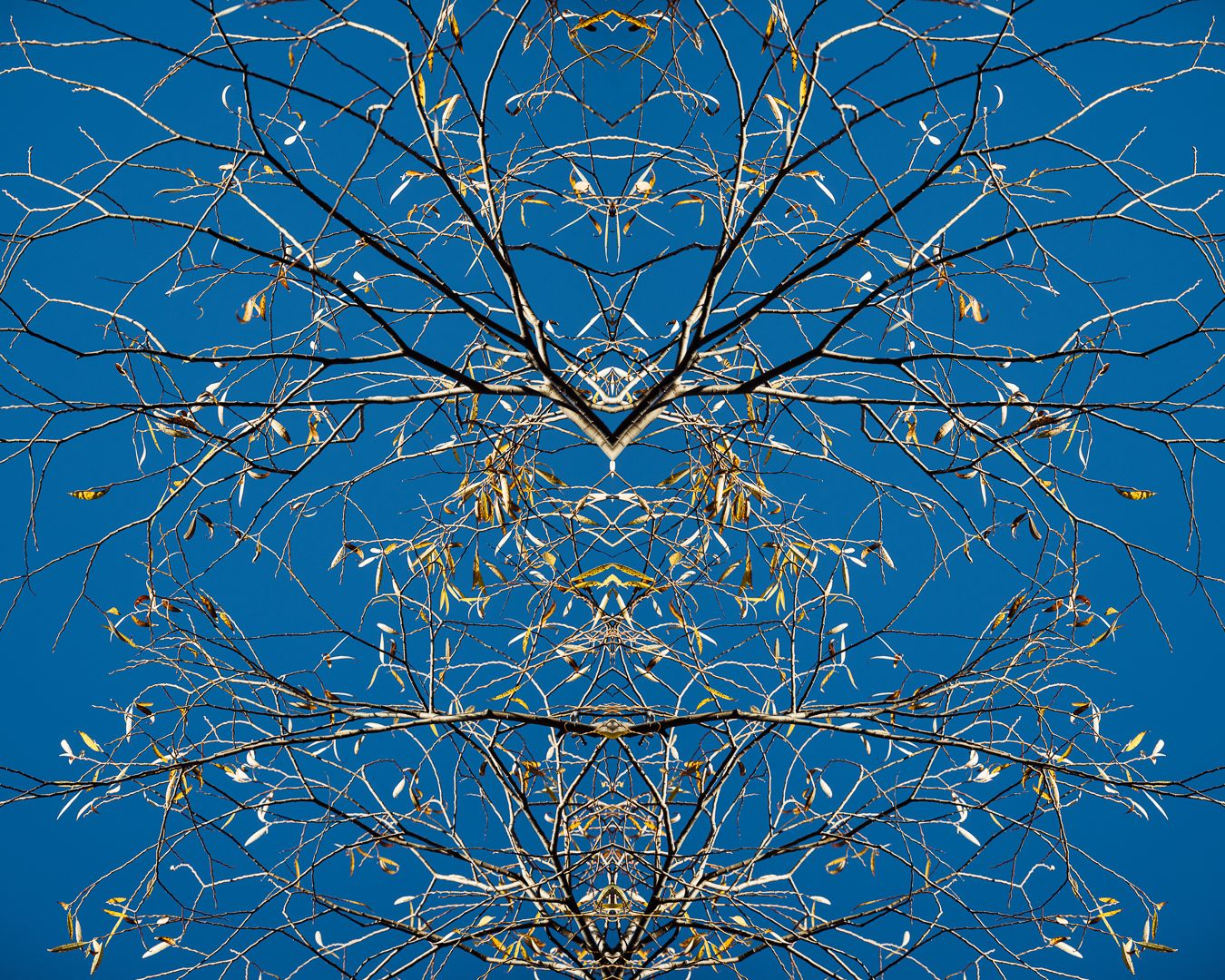 Abstract winter tree branches against bright blue sky create symmetrical mirror pattern artwork.