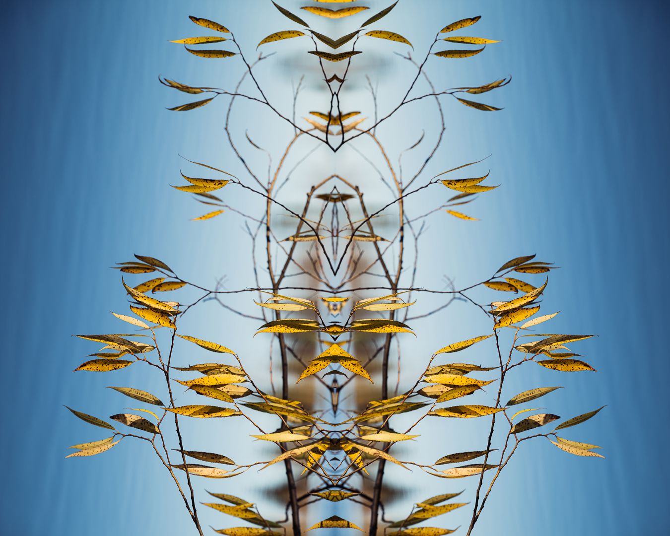 Symmetrical abstract pattern of golden leaves and branches against a blue background creates a kaleidoscopic effect.