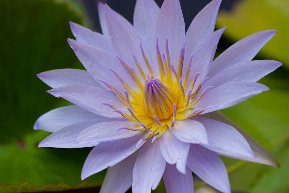 Close-up of a light purple water lily flower with yellow center against green background.