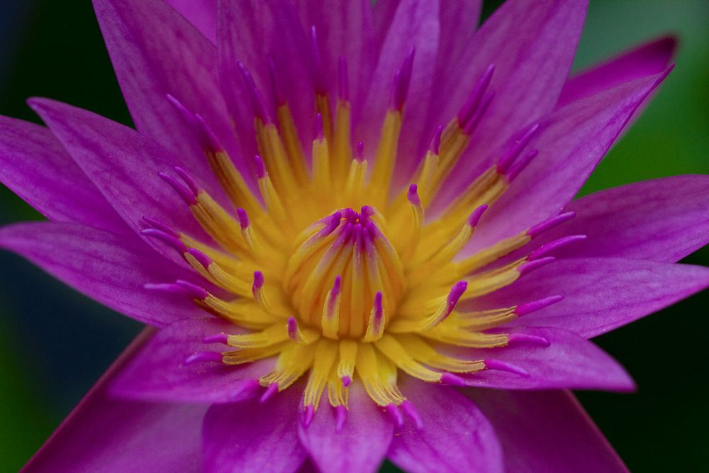 Vibrant pink water lily flower with yellow center pistils shown in macro detail.