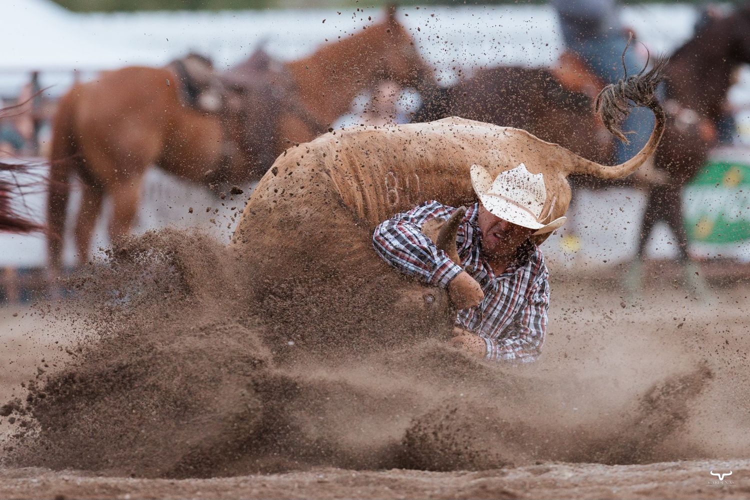 A cowboy hits the dirt during a dramatic rodeo steer wrestling event in a cloud of dust at the arena.