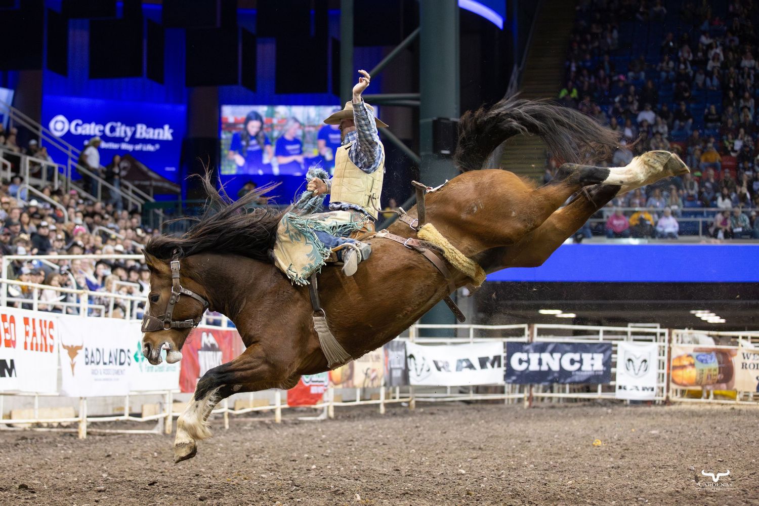 Bull rider gets thrown from bucking bull during indoor rodeo competition.