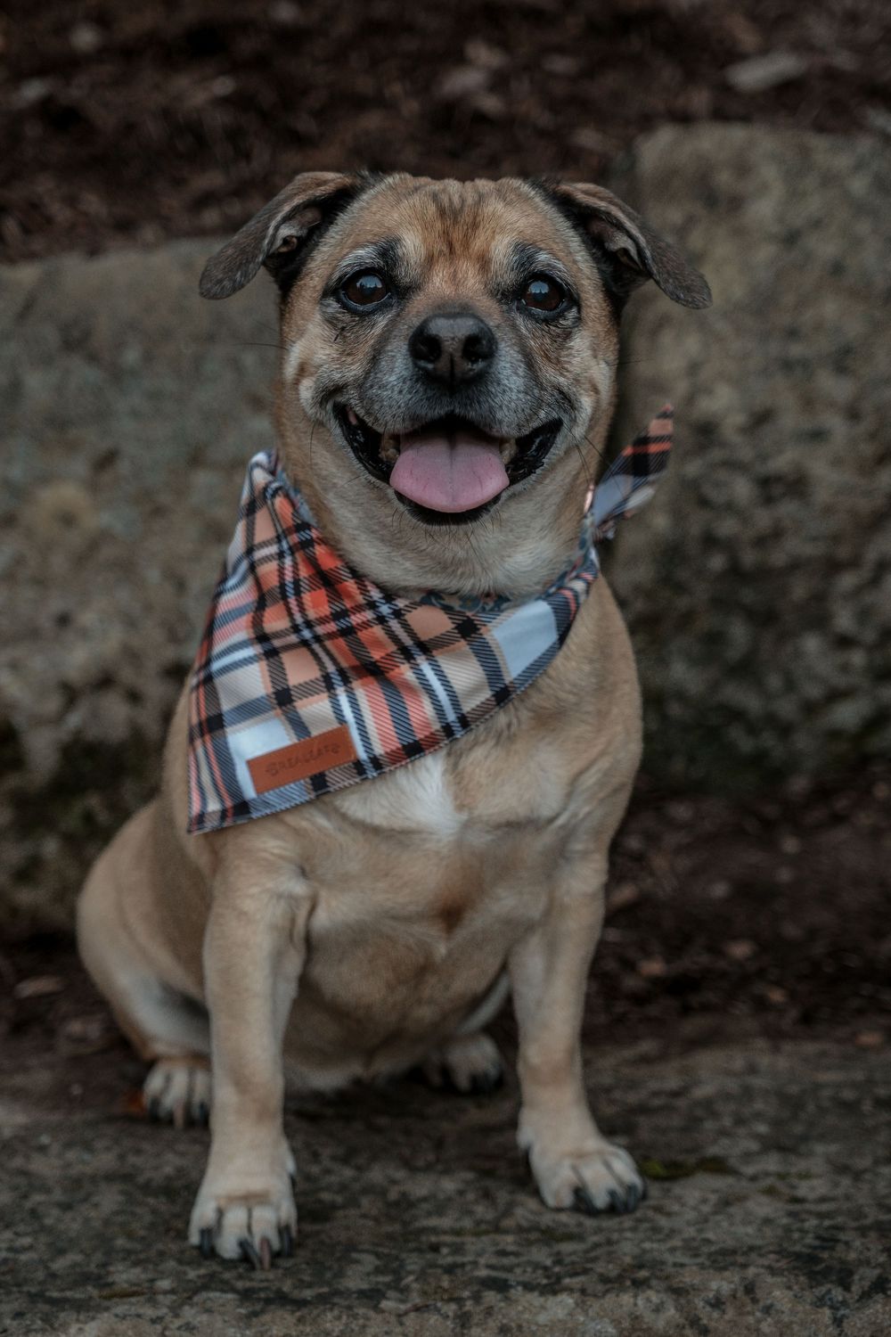 Pet Photography