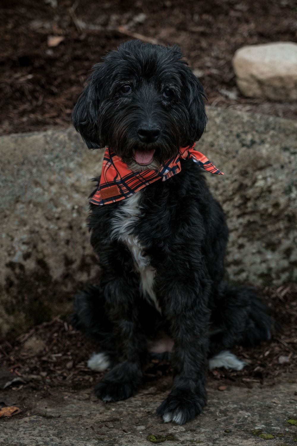 Pet Photography