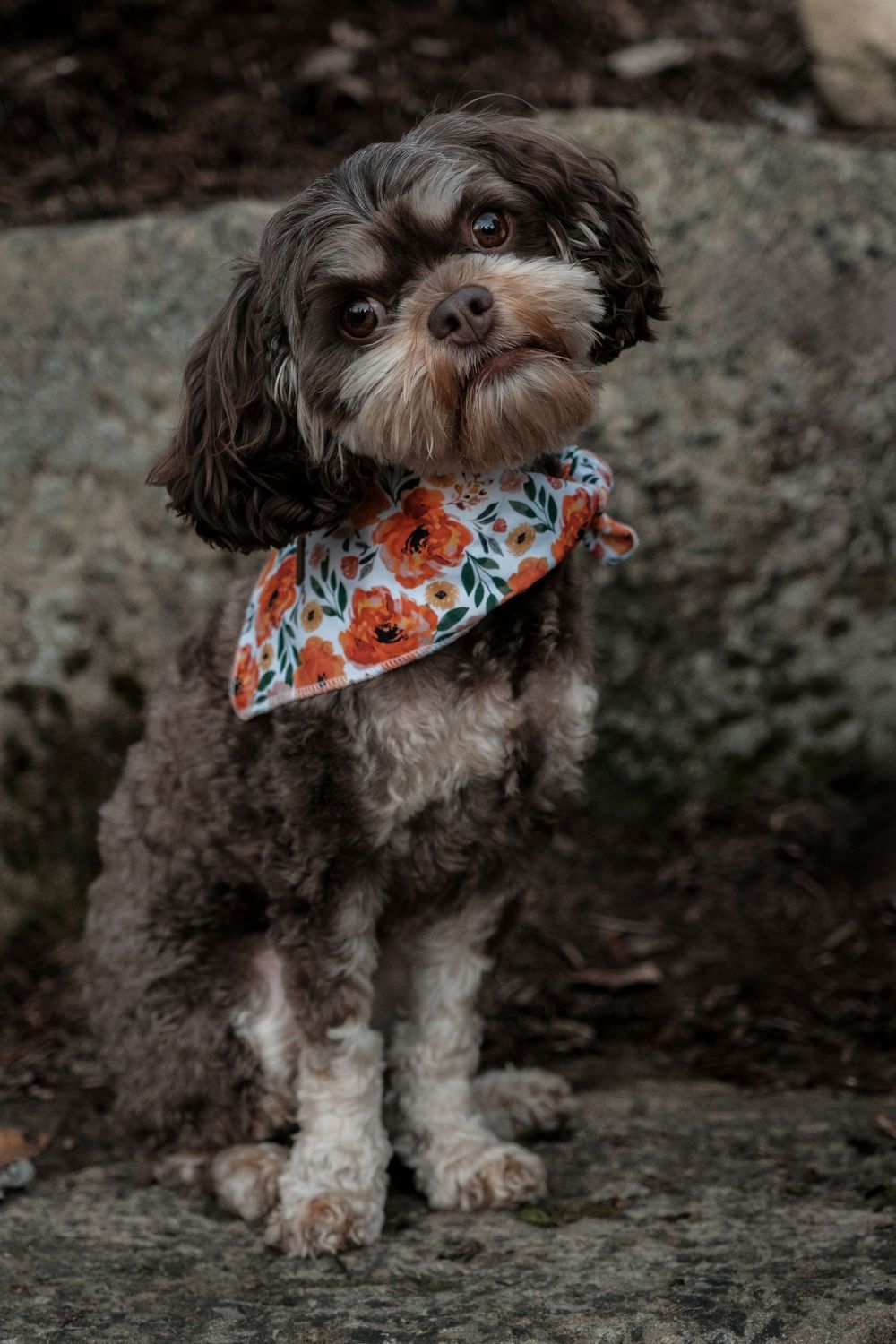 Pet Photography
