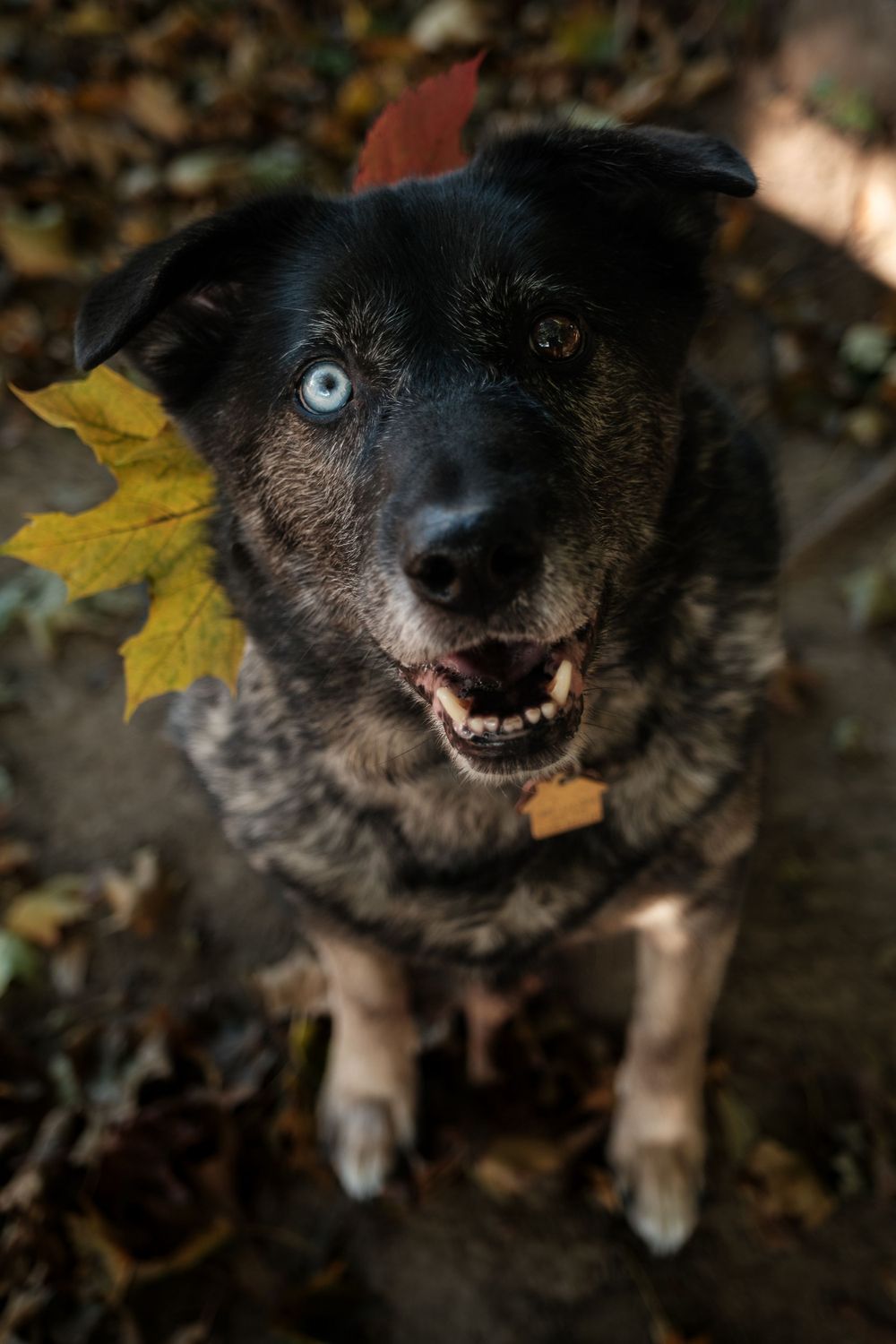 Pet Photography