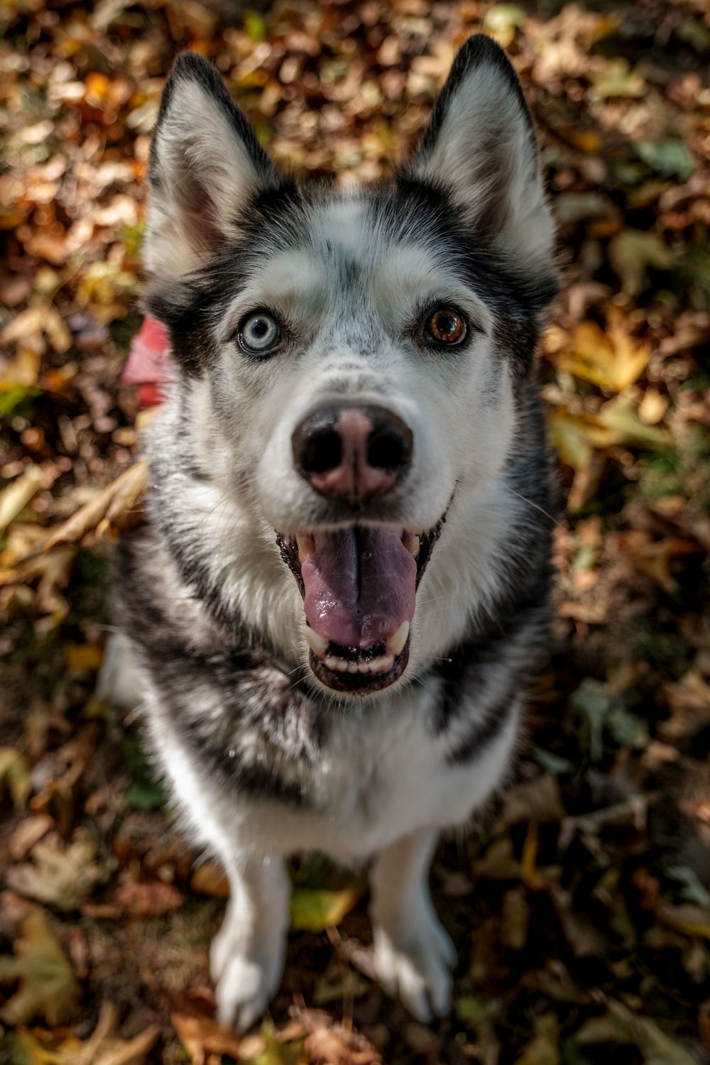 Pet Photography