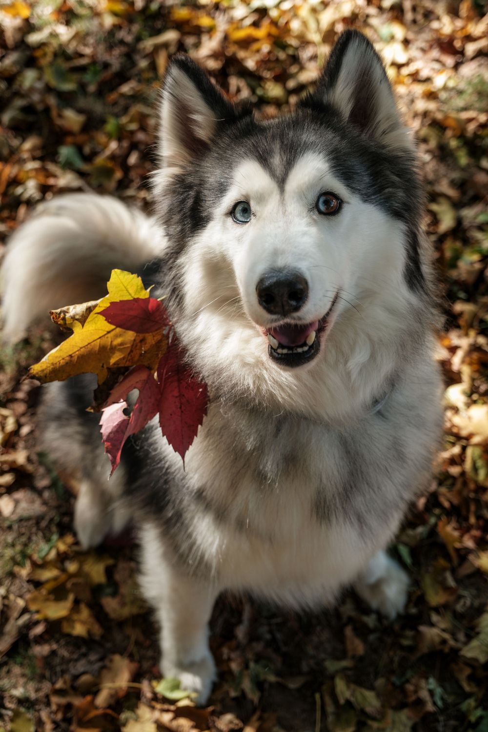 Pet Photography