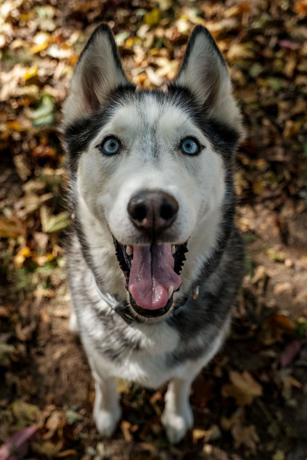 Pet Photography
