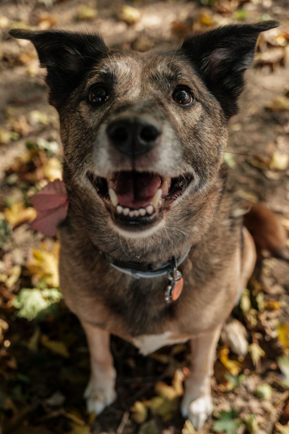 Pet Photography