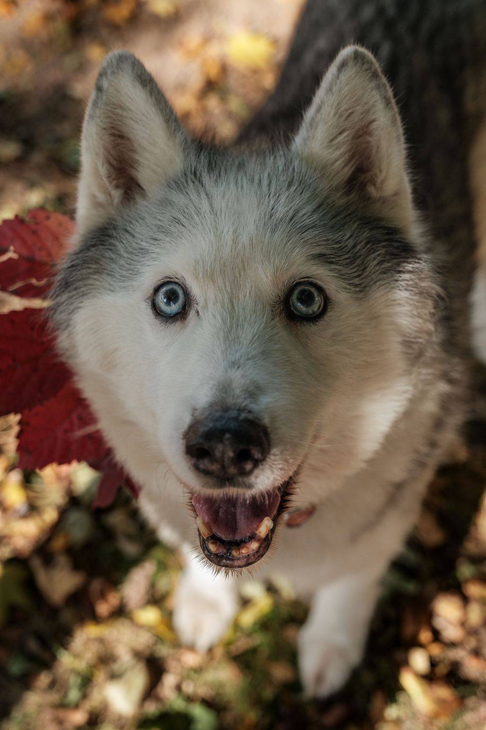 Pet Photography