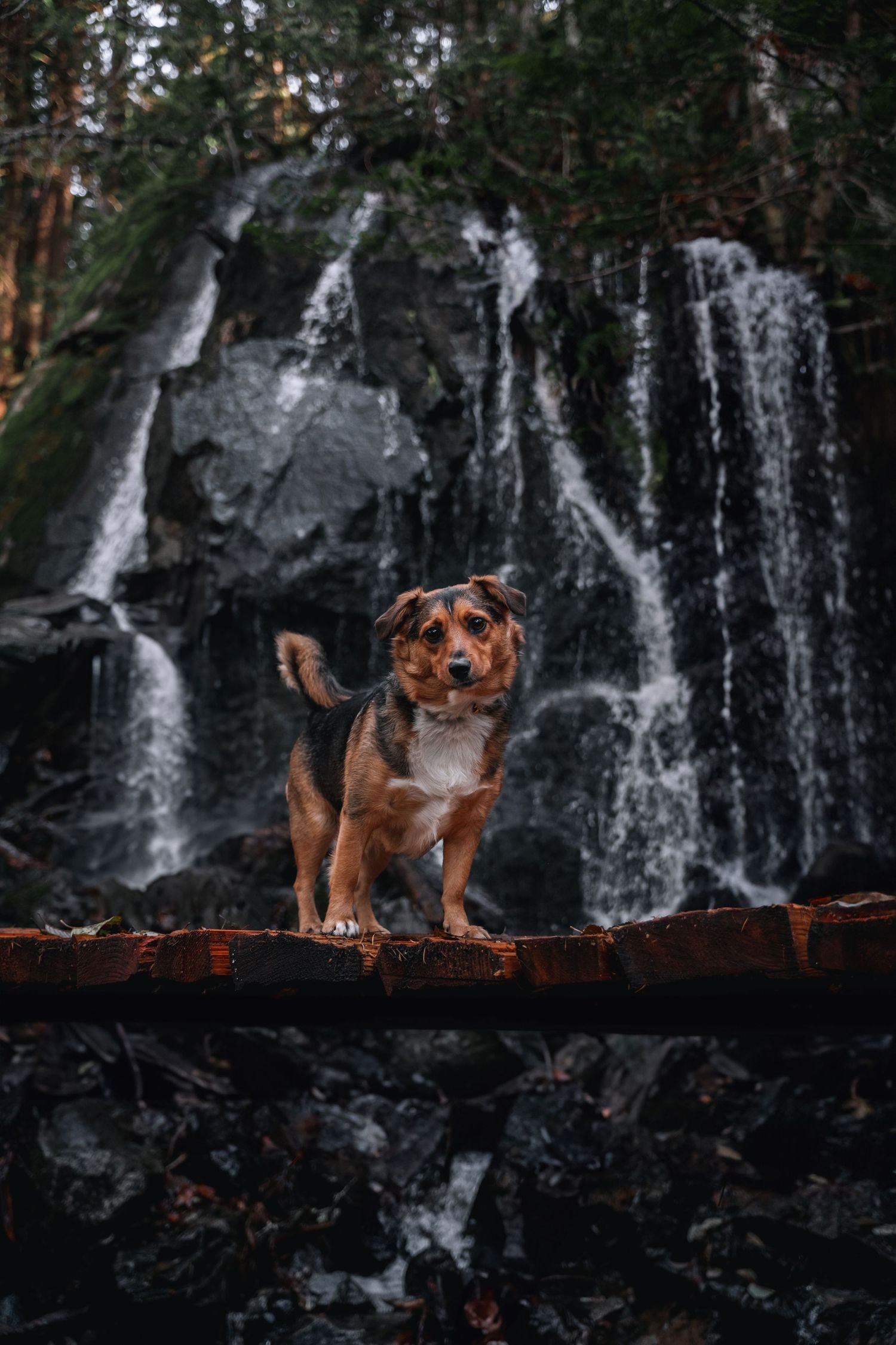 A wet black Labrador dog peers through lush green ferns in a dark forest setting modelling for a dog apparel business.