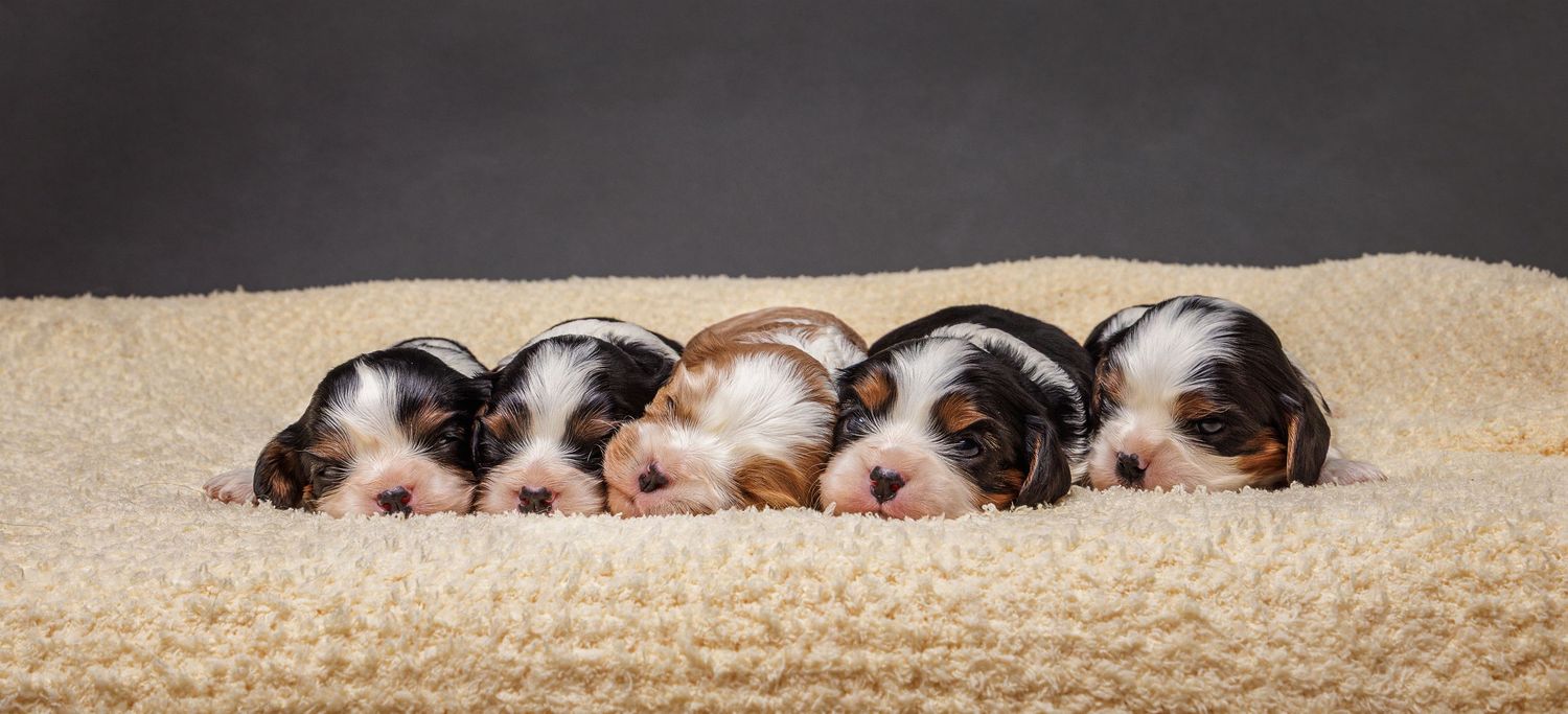 A row of sleeping puppies of various breeds snuggled together on a sandy surface.