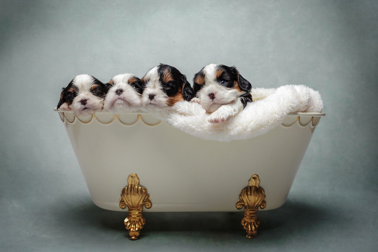 Four adorable Jack Russell Terrier puppies sitting together in an ornate white clawfoot bathtub on a gray background.