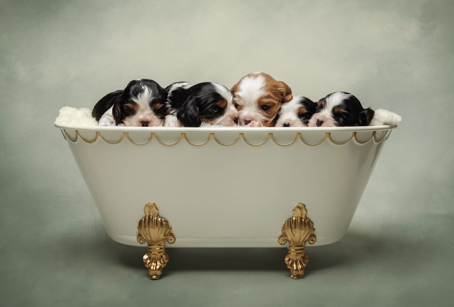 A group of black and brown puppies resting in a vintage white bathtub.