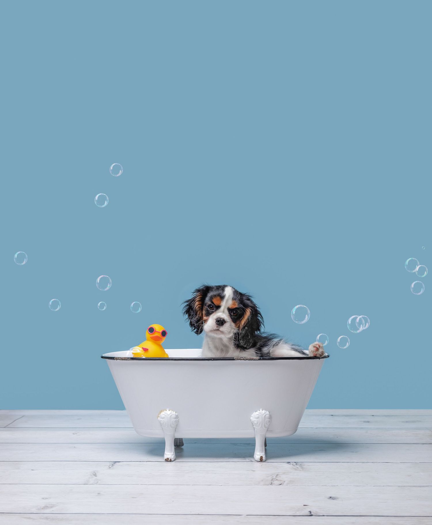 A small dog peers over the edge of a white bathtub with soap bubbles floating in the air and a rubber duck toy nearby.