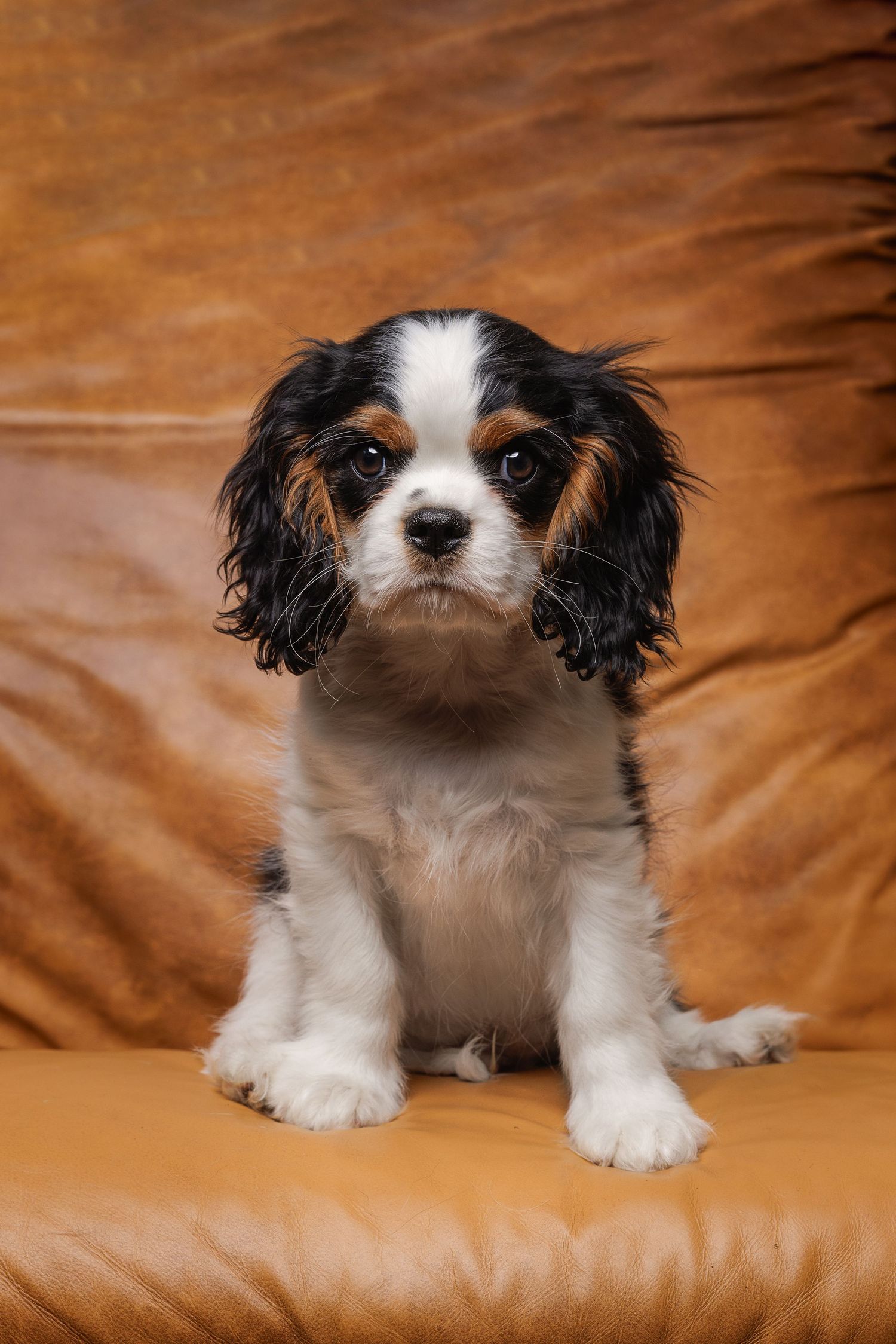 Adorable Cavalier King Charles Spaniel puppy looks attentively while sitting on a brown leather couch.