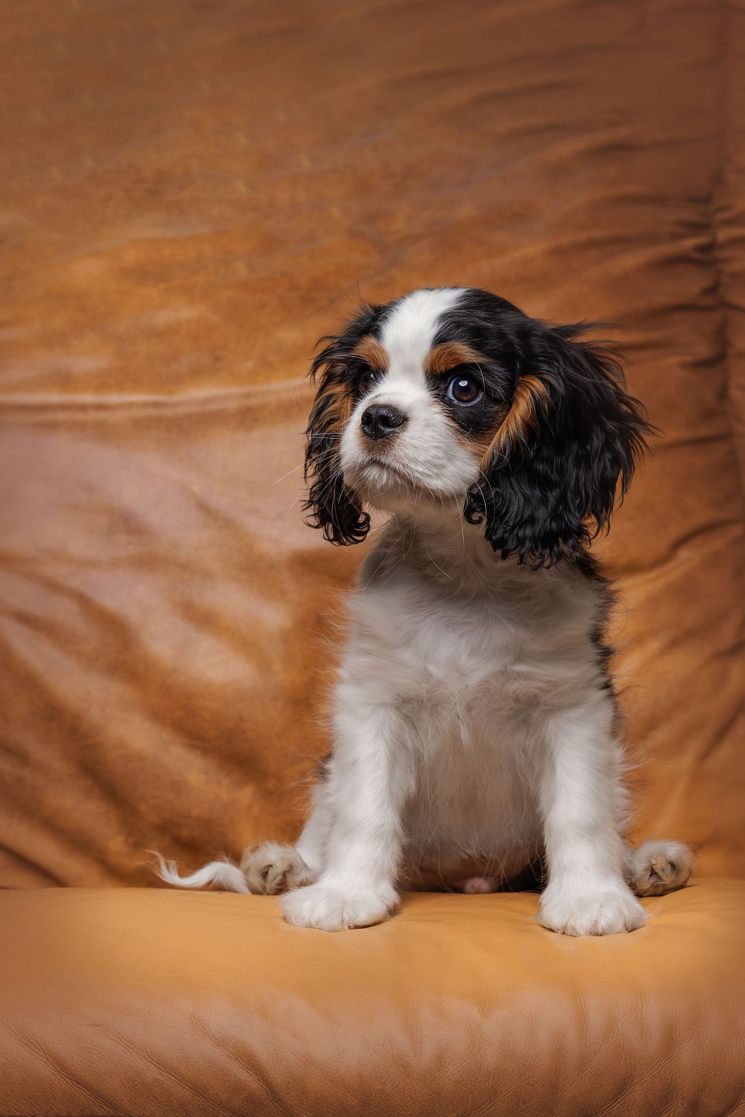 Cute Cavalier King Charles Spaniel puppy sitting on brown leather background with adorable expression.