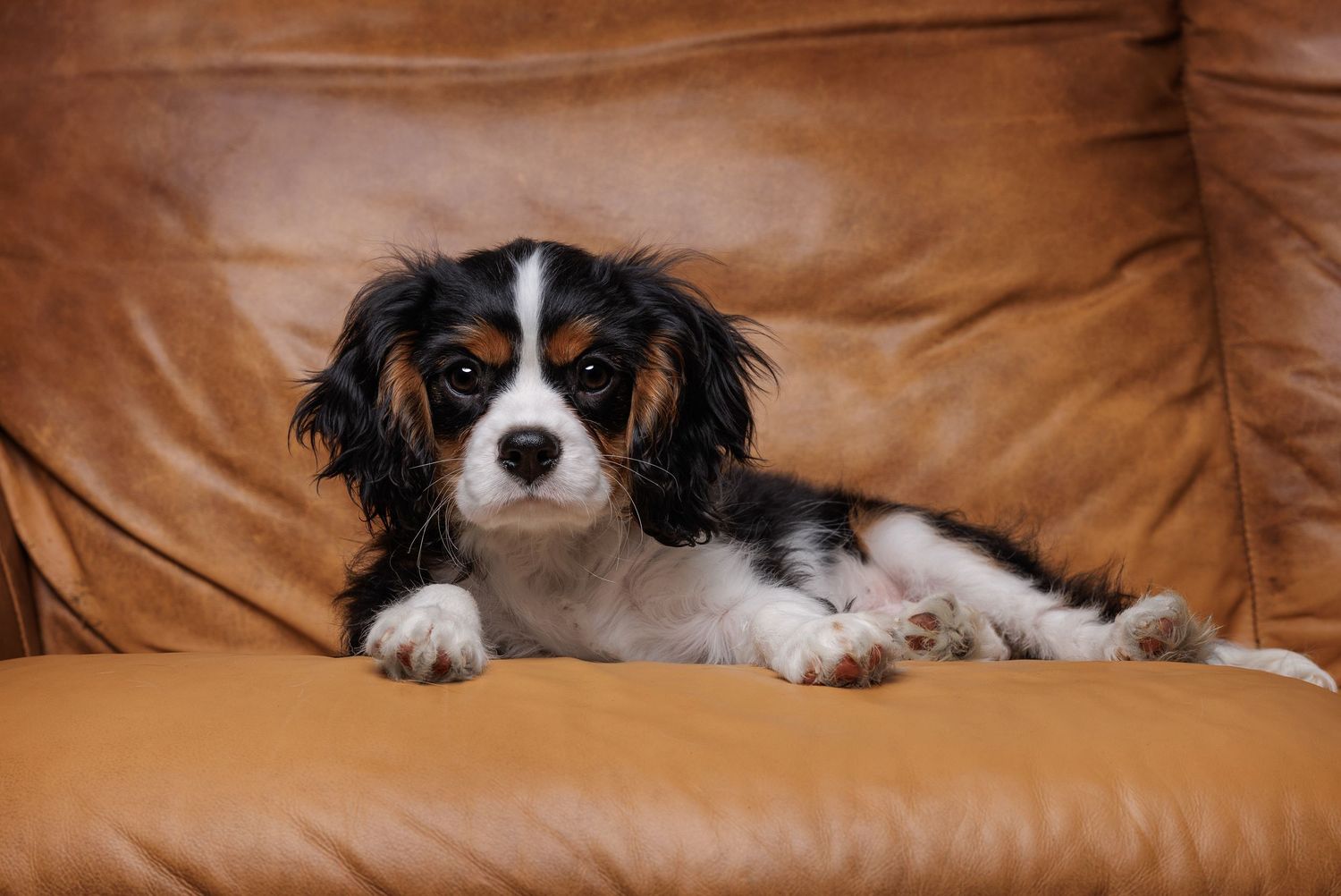 A black and white Cavalier King Charles Spaniel lying on a brown leather couch appears in multiple photos.