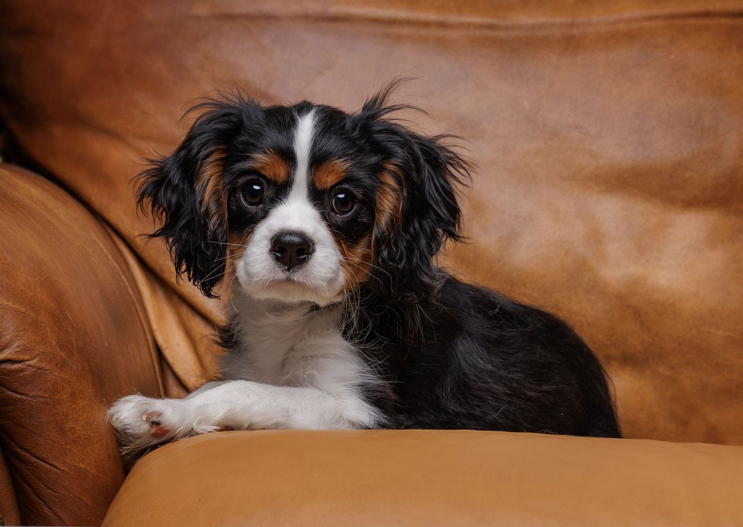 Cavalier King Charles Spaniel puppy with black and white fur lounging on brown leather couch.