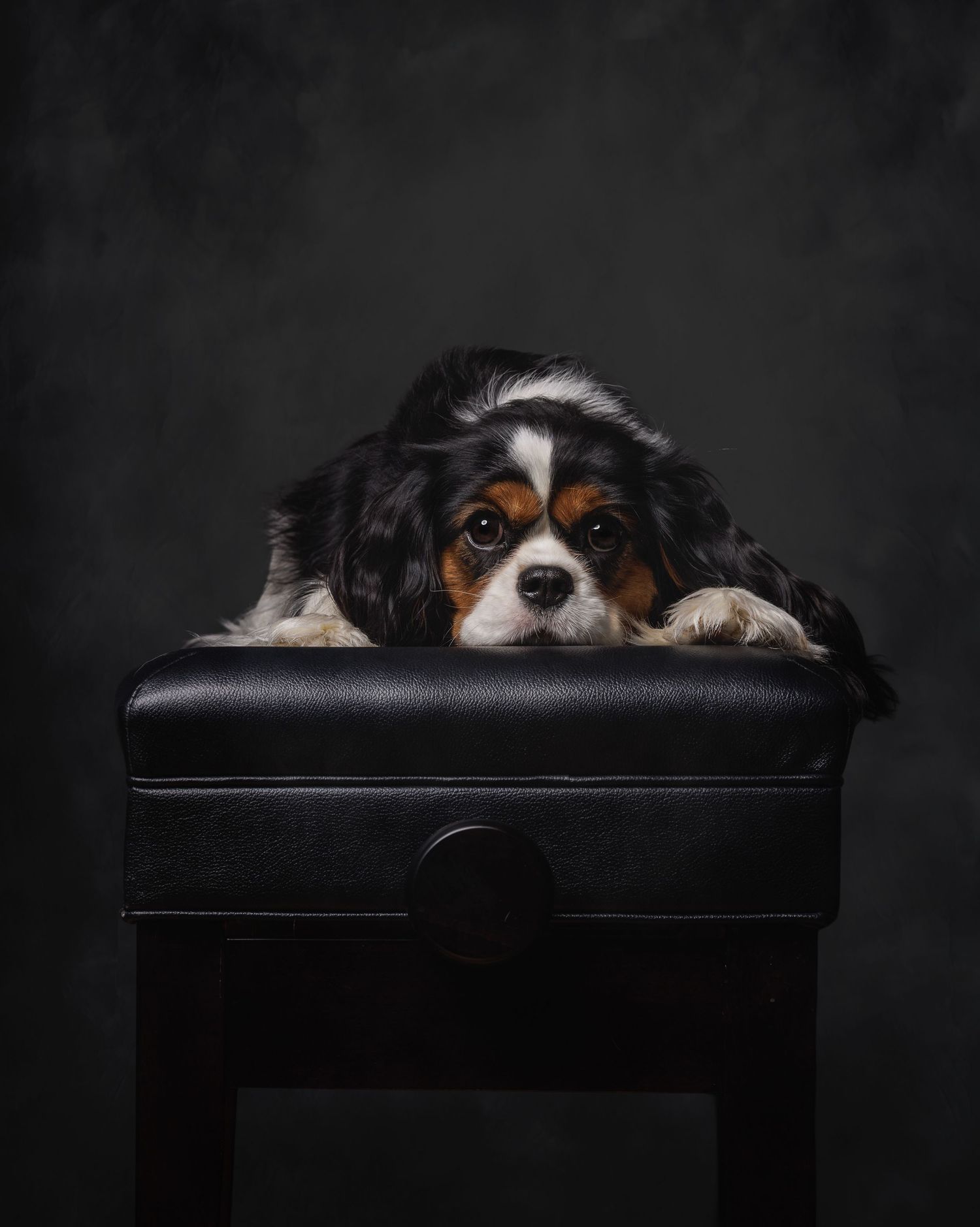 Cavalier King Charles Spaniel puppy rests its head on black leather ottoman against dark background in studio portrait.
