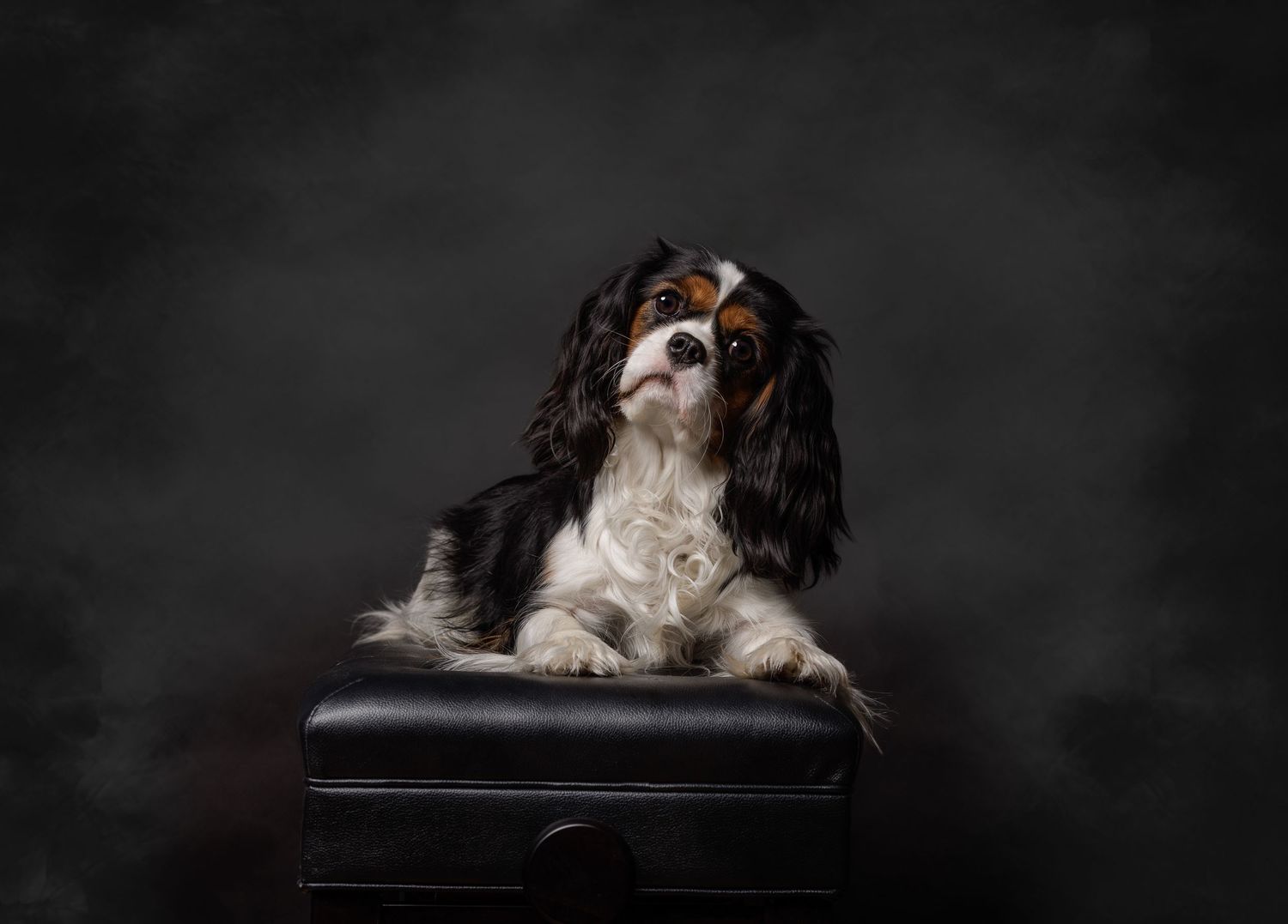 A Cavalier King Charles Spaniel with black and white fur sits regally on a dark leather bench against a black background.