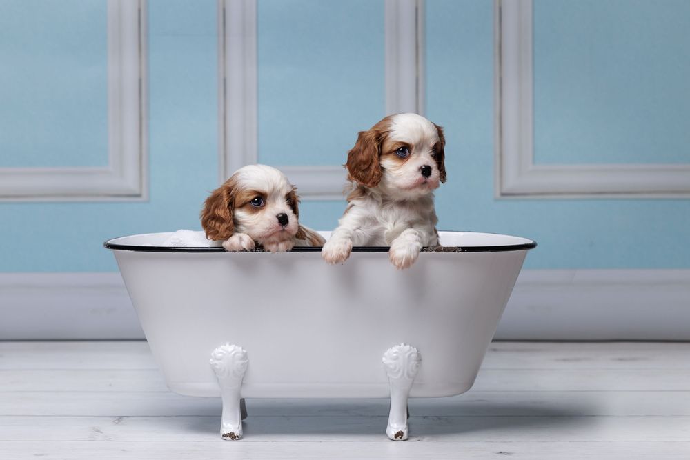 Two adorable Cavalier King Charles Spaniel puppies sitting together in a small white vintage bathtub.
