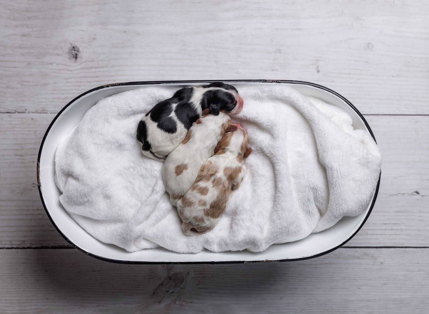 Two newborn puppies sleeping curled together in a cozy white oval pet bed on a rustic wooden surface.